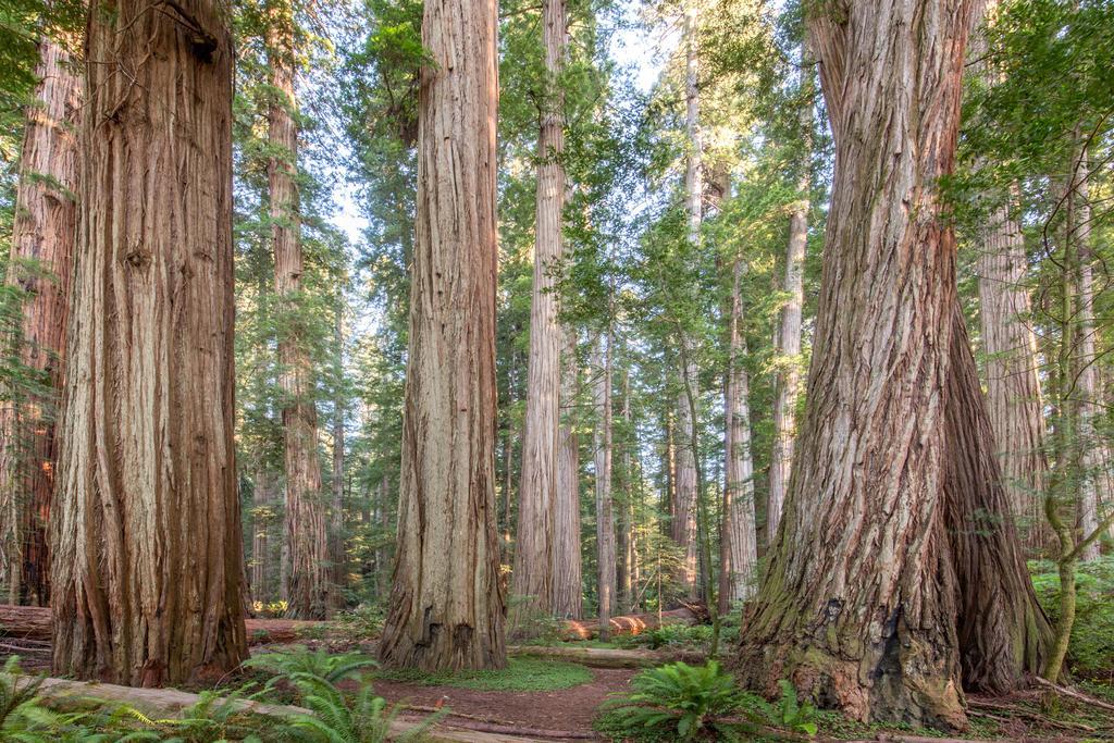 Redwood Inn Crescent City Esterno foto